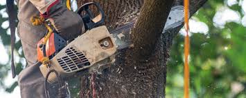 Best Hazardous Tree Removal  in Chelsea Cove, NY