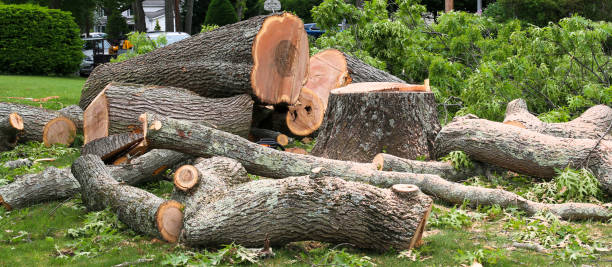 Best Tree Risk Assessment  in Chelsea Cove, NY