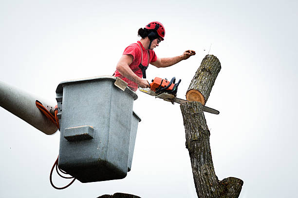 Best Seasonal Cleanup (Spring/Fall)  in Chelsea Cove, NY