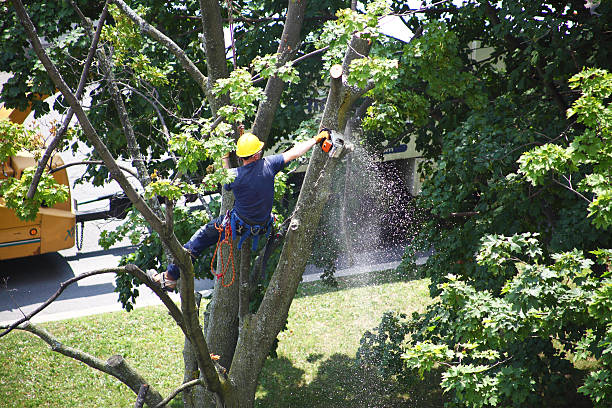 Best Root Management and Removal  in Chelsea Cove, NY