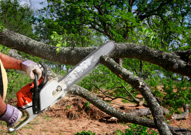 Best Commercial Tree Services  in Chelsea Cove, NY