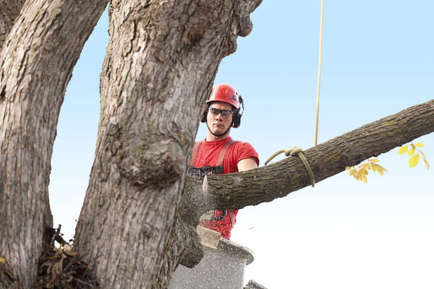 Best Tree Maintenance Programs  in Chelsea Cove, NY